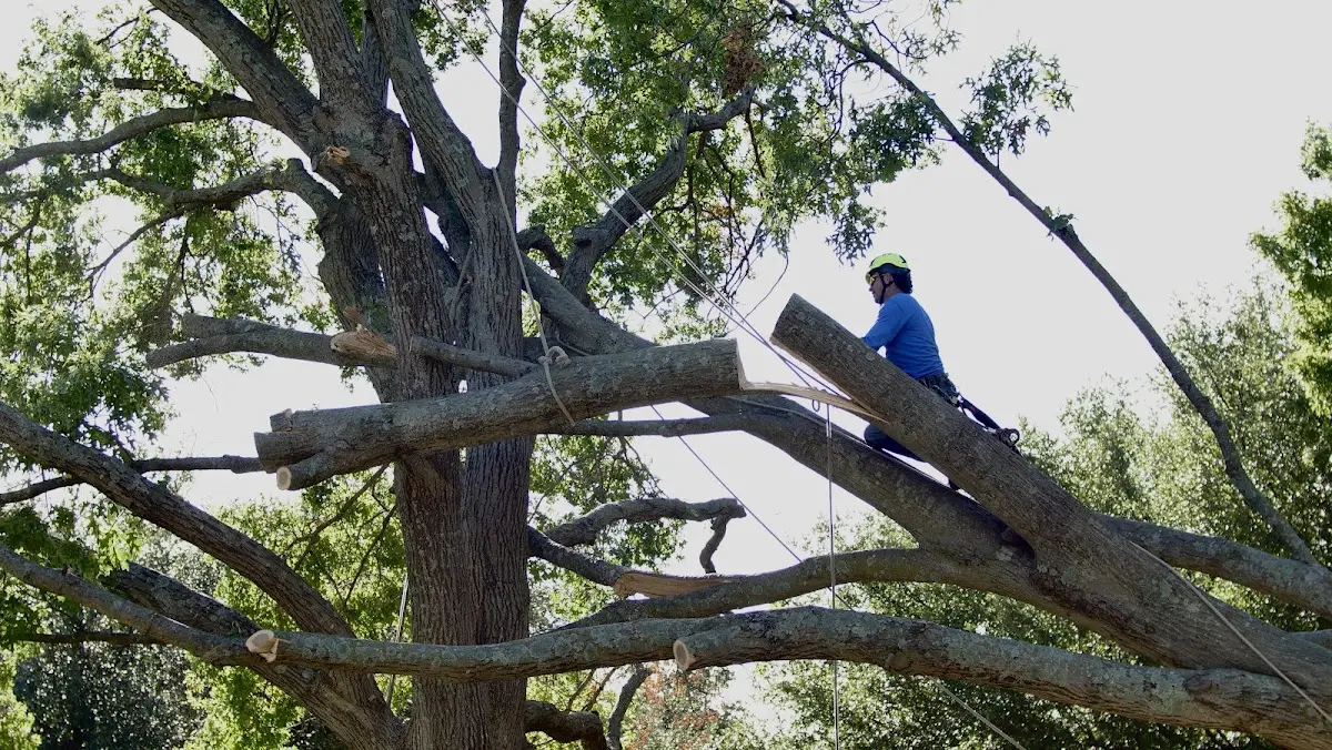 Professional Crown Thinning performed by certified arborists in Winner