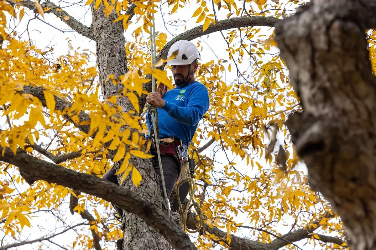 Skilled Emergency Tree Service crew working in Winner